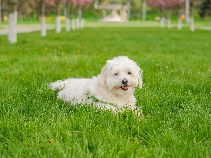 Der maltesische Hund liegt auf dem Gras im Park.