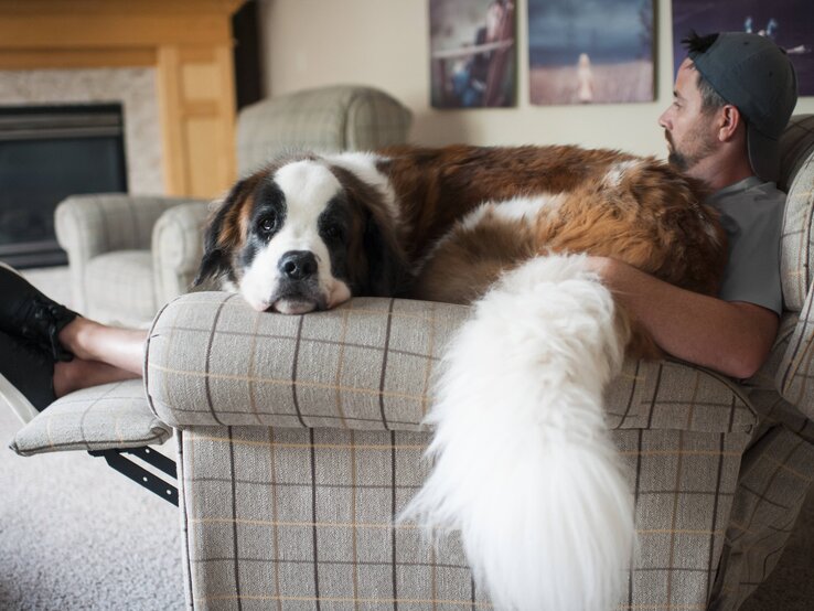 Auch unter den großen Hunden lassen sich Bewegungsmuffel finden. Diese fünf Hunde brauchen wenig Auslauf... Ein Bernhardiner liegt bei seinem Herrchen auf der Couch.