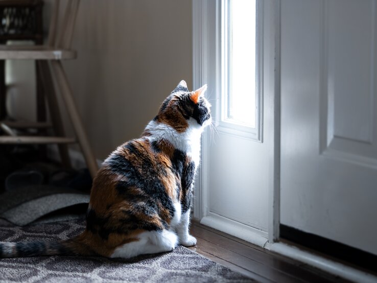 Ab wann fühlen sich die Vierbeiner einsam? Wir verraten Ihnen, wie lange Sie Ihre Katze allein lassen können. Ab wann fühlen sich die Vierbeiner einsam? Wir verraten Ihnen, wie lange Sie Ihre Katze allein lassen können.