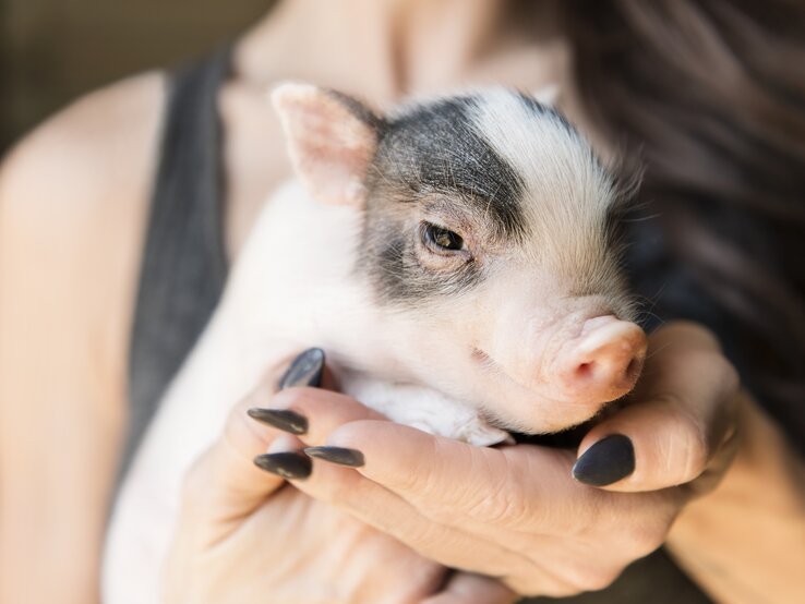 Ein Minischwein in den Händen einer Frau  | © iStock/HadelProductions