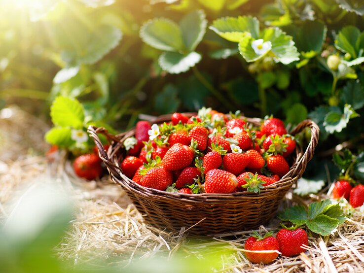 Eine Schale mit leckeren Erdbeeren.