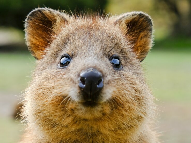  Gesicht eines Quokkas, eines kleinen Beuteltiers, das für sein freundliches Lächeln und seine zutrauliche Natur bekannt ist. Der Quokka hat ein dichtes, braunes Fell, kleine runde Ohren, große, ausdrucksstarke, dunkle Augen und eine kleine schwarze Nase. Der Fokus liegt auf dem Gesicht des Tieres, was einen direkten Blick in die freundliche Mimik des Quokkas ermöglicht.