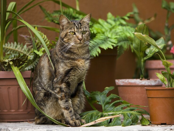 Ein gestreifte Tabby-Katze mit markanten Musterungen sitzt aufrecht auf einer steinernen Oberfläche, umgeben von verschiedenen Topfpflanzen, darunter Farne und Blumen, in einem Außenbereich. Die Katze blickt nachdenklich zur Seite, mit einem leicht verschwommenen Hintergrund, der eine warme und einladende häusliche Umgebung hervorhebt.