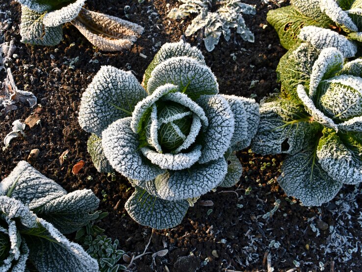 Wintergemüse im Herbst anpflanzen Eine Kohlpflanze ist von Frost bedeckt.