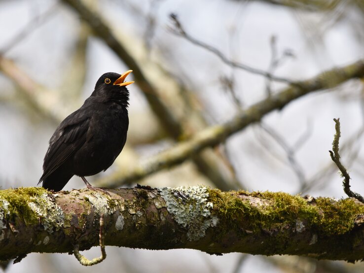 Eine männliche Amsel sitzt singend auf einem Baumast.