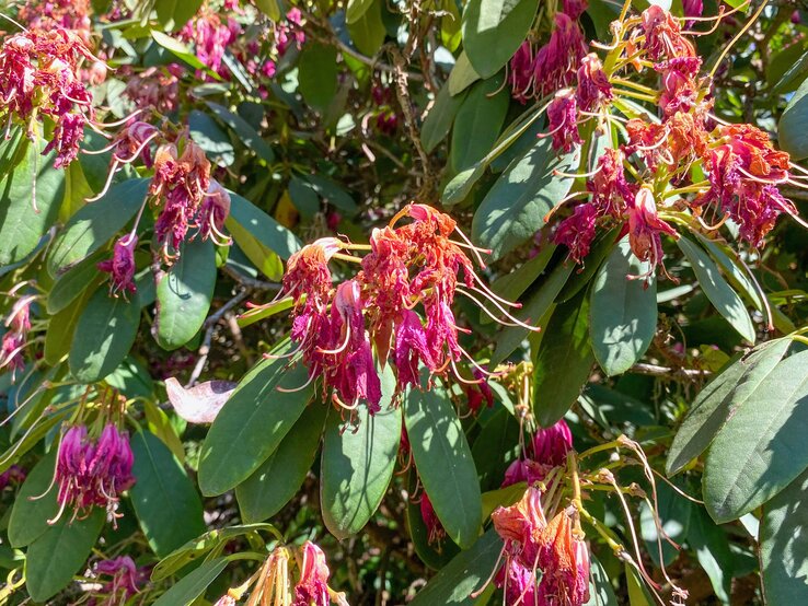 rhododendron dürre.jpg | © Shutterstock/ Martien van Gaalen