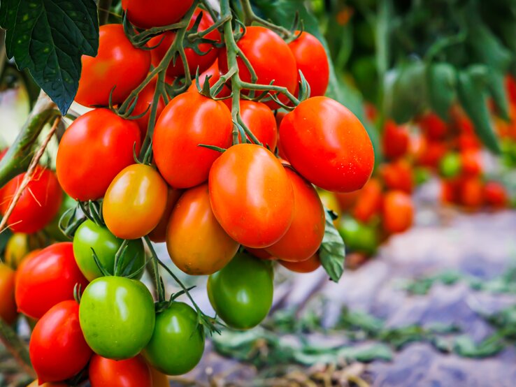 tomaten gießen.jpg | © Shutterstock/nnattalli