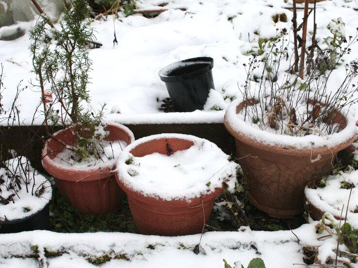 Mehrere Kübelpflanzen sind bedeckt mit Schnee.