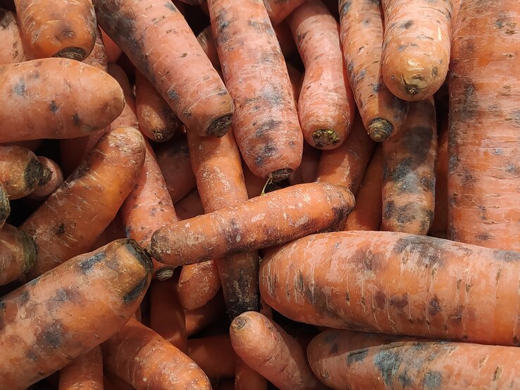 Mehrere Karotten mit grauen Stellen in einer Nahaufnahme direkt von oben fotografiert.