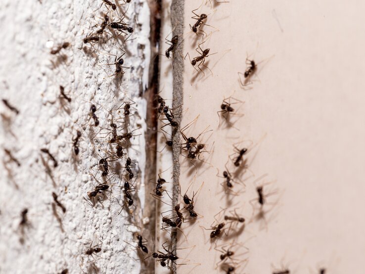 Ameisen krabbeln an einer Wand entlang.