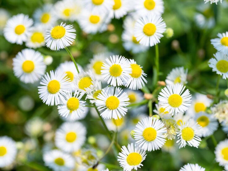 Nahaufnahme von Berufkraut mit weißen Blüten.