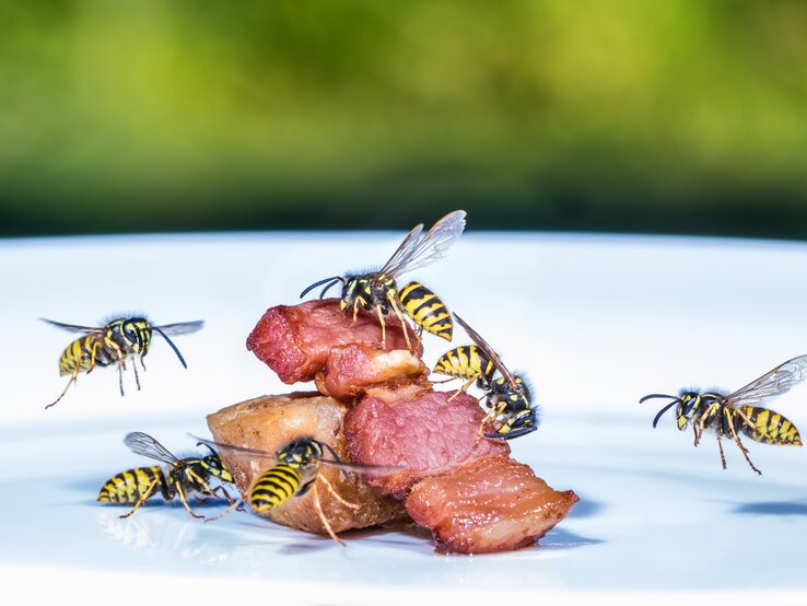 Wespen auf Grillfleisch