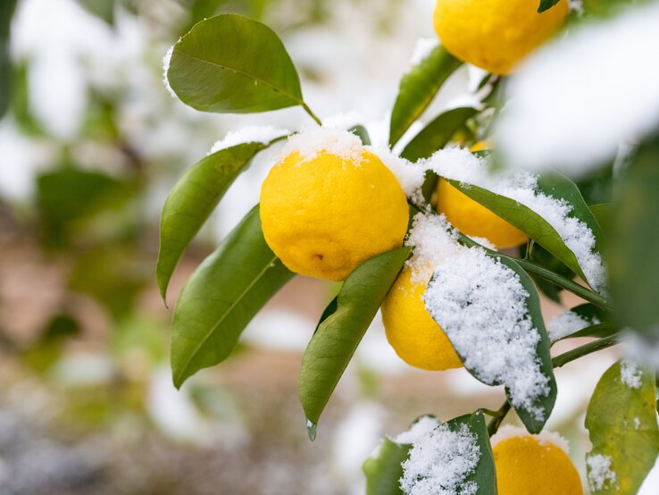 Reife, saftige Zitronen an einem Zitronenbaum der im Freien überwintert, bedeckt mit einer frischen Schicht Schnee. Die leuchtend gelben Früchte stechen deutlich hervor gegen das Grün der Blätter und das Weiß des Schnees.