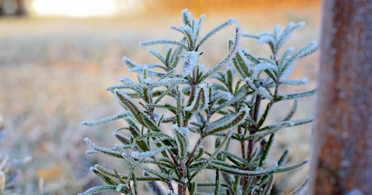Rosmarin überwintern So geht's drinnen und im Freien