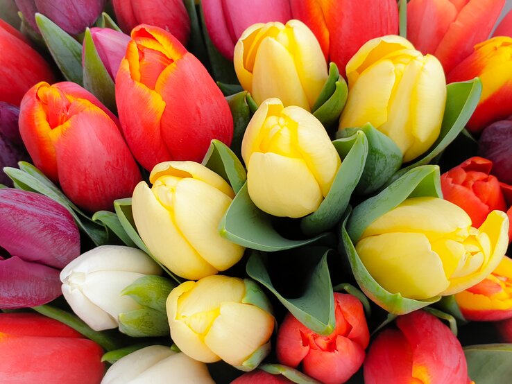 Tulpen in mehreren Farben.