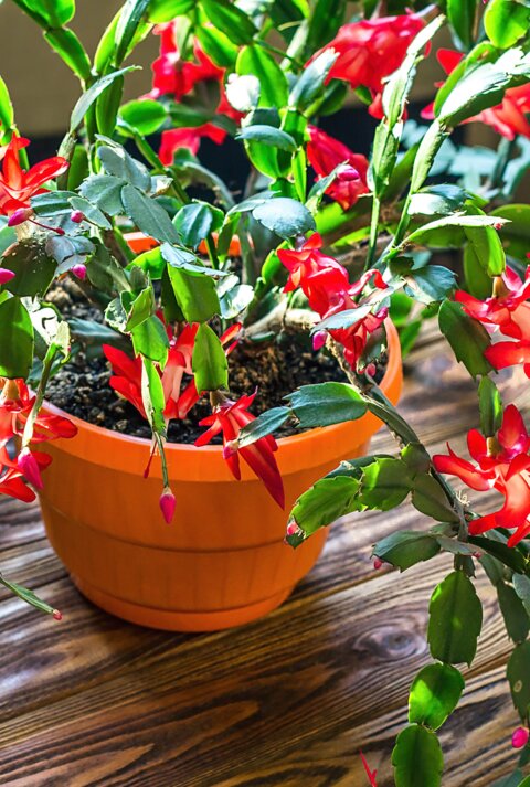Ein rot-blühender Schlumbergera-Weihnachtskaktus in einem Topf.