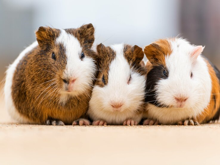 Drei Meerschweinchen mit verschiedenen Fellmustern in Braun, Weiß und Schwarz sitzen nebeneinander und blicken direkt in die Kamera. Sie befinden sich auf einer glatten Oberfläche mit einem unscharfen Hintergrund, der ihre niedlichen Gesichter und kleinen Pfoten hervorhebt.