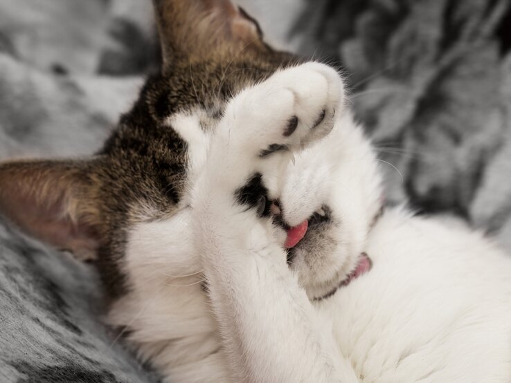 Zum Glück mögen sie den Geruch schon nicht. Dennoch sollten Sie Teebaumöl von Ihrer Katze fernhalten, denn es ist für sie hochgiftig! | © iStock/tverkhovinets katze teebaumöl.jpg | © iStock/tverkhovinets