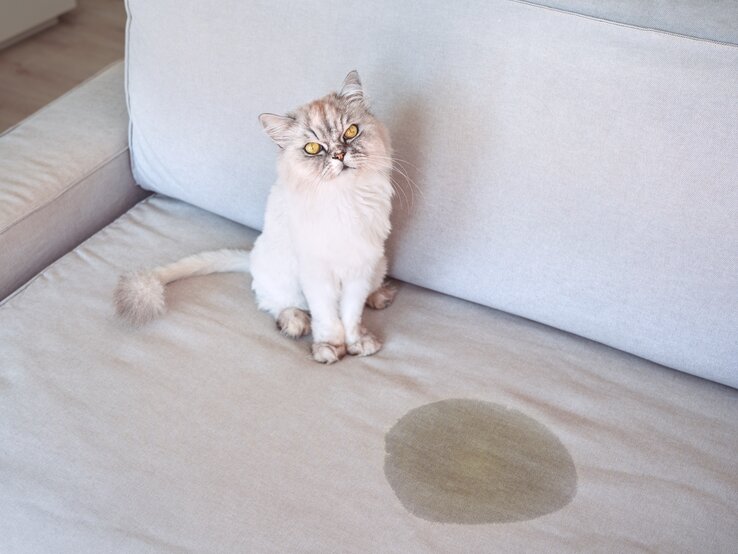 Katze sitzt neben einem Urinfleck auf dem Sofa.