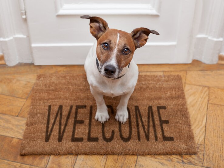 Ein Vierbeiner soll bei dir einziehen? Ob du einen Hund wirklich in deiner Mietwohnung halten darfst, hängt von verschiedenen Faktoren ab. Ein Hund sitzt auf einer Eingangsmatte mit der Aufschrift "Welcome". Er schaut direkt in die Kamera.