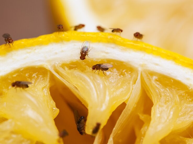 Fruchtfliegen