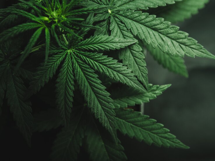 Ein Blatt einer Cannabispflanze. | © Shutterstock/Yarygin