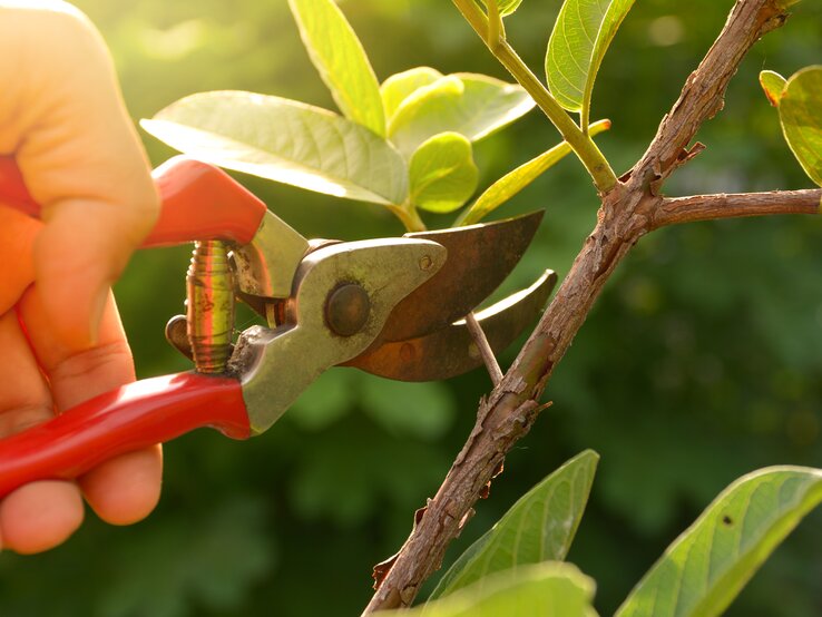 Ein Zweig wird mithilfe einer Gartenschere abgeschnitten. | © Shutterstock/Krisana Antharith