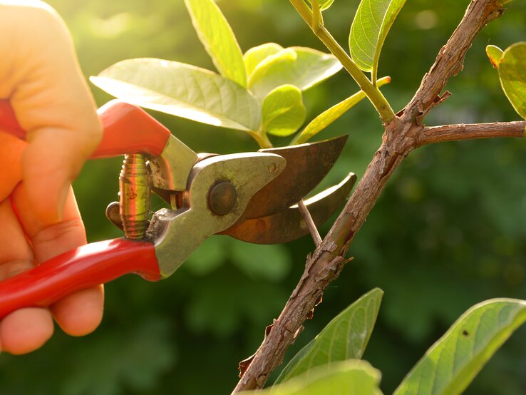 Bußgeld Gartenarbeit Hecken und Sträucher schneiden | © Shutterstock/Krisana Antharith Ein Zweig wird mithilfe einer Gartenschere abgeschnitten. | © Shutterstock/Krisana Antharith