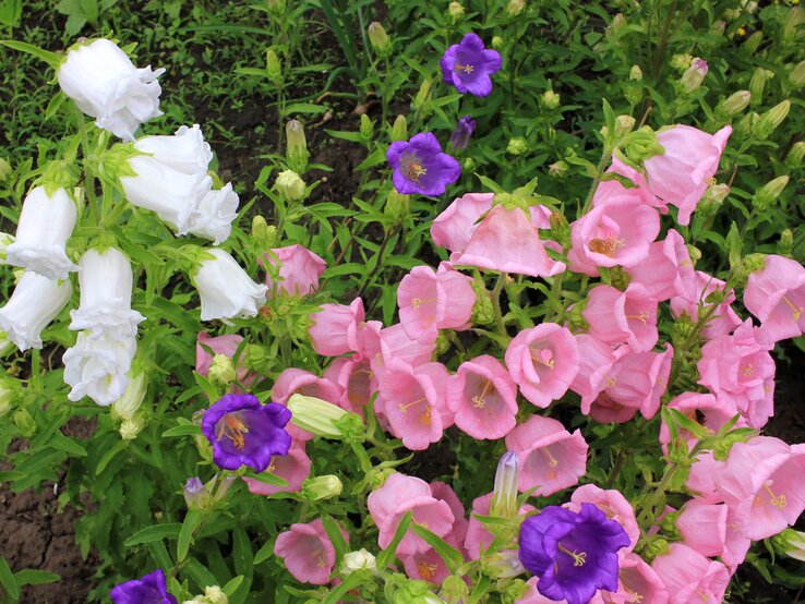 Suchen Sie sich unter 300 Arten die schönste Glockenblume aus. | © Shutterstock/ Juver shutterstock_1924114430.jpg | © Shutterstock/ Juver