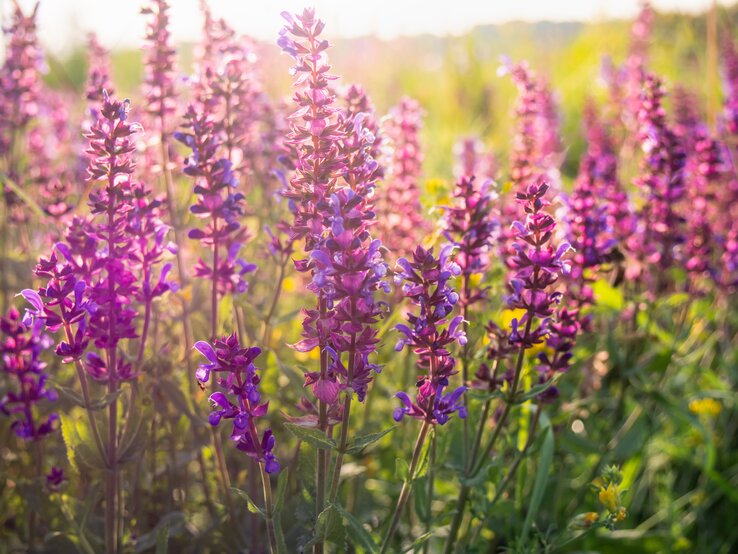 Wenn Salbei anfängt zu blühen, verschönern violette Blüten Ihren Vorgarten. | © Shutterstock/ Kylbabka shutterstock_1435727075.jpg | © Shutterstock/ Kylbabka