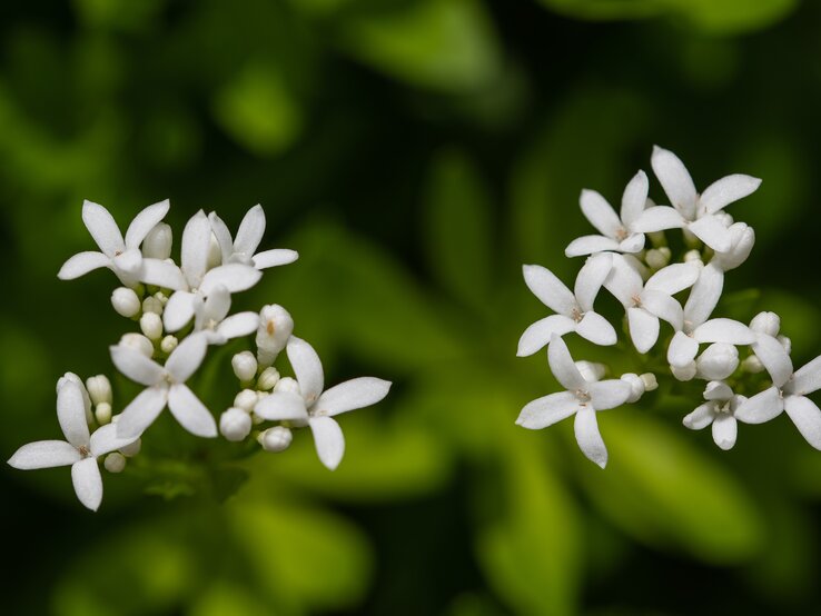 Für einen schattigen Vorgarten eignet sich Waldmeister. | © Shutterstock/ Scisetti Alfio shutterstock_1378322822.jpg | © Shutterstock/ Scisetti Alfio