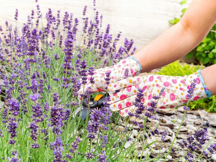 Jemand schneidet blühenden Lavendel mit einer Gartenschere. | © Shutterstock/nieriss