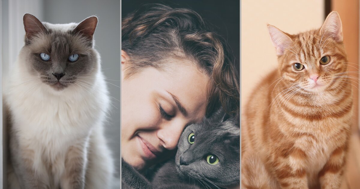 Test Welche Katze Passt Zu Mir