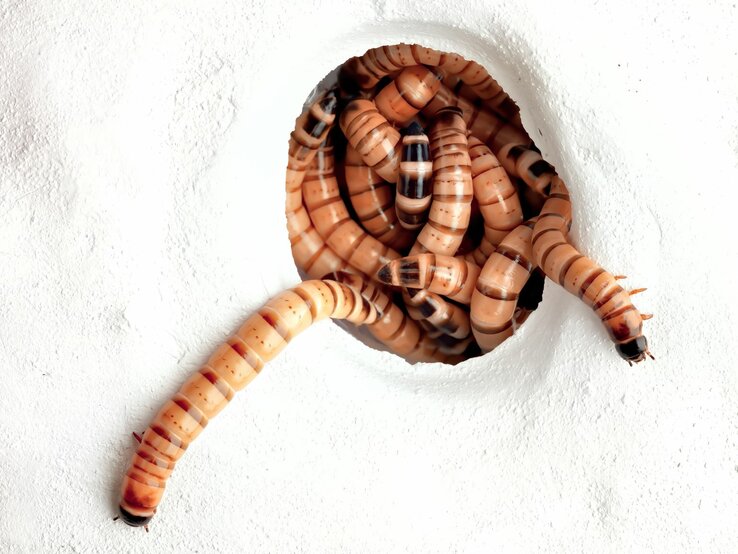 Larven von Mehlwürmern in einer Mehlmulde | © iStock.com/Antagain