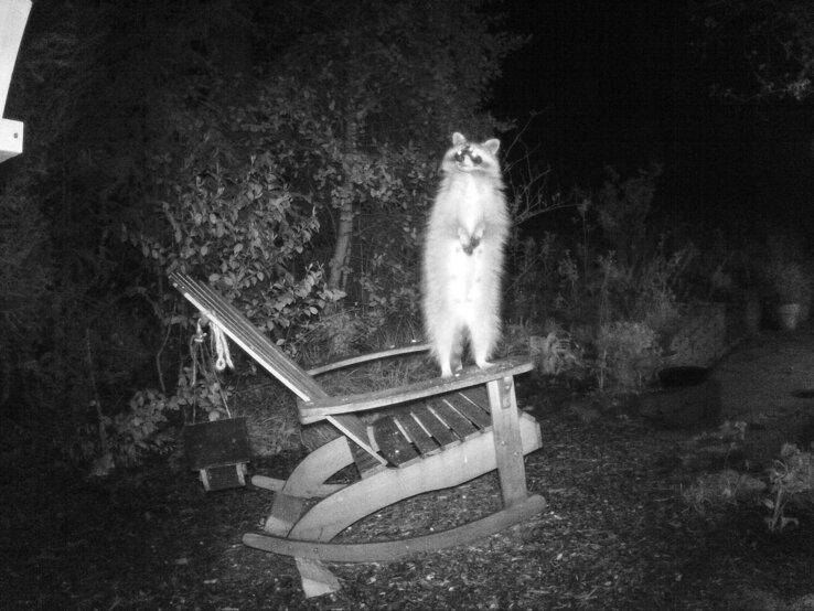 Ein Waschbär auf Futtersuche im Garten aufgenommen von einer Nachtkamera. | © IMAGO / teamwork