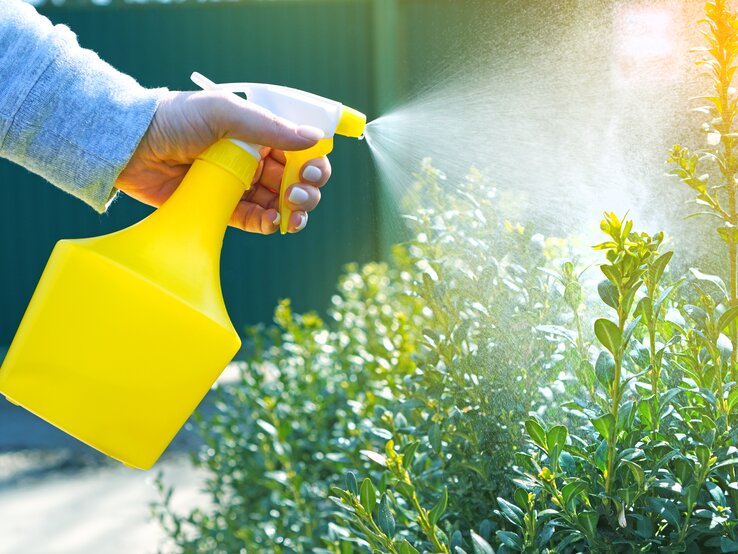 Ein Zerstäuber benetzt die Pflanzenblätter optimal mit der Milch-Wasser-Mischung. | © Dmytro Varavin / GettyImages GettyImages-1216839540.jpg | © Dmytro Varavin / GettyImages