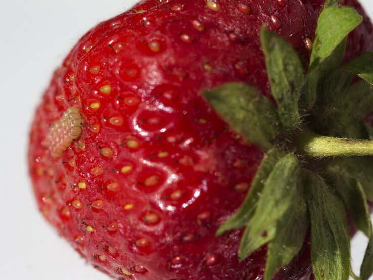 Erdbeere, auf der Insekten sitzen. | © iStock / Viktor_Kitaykin