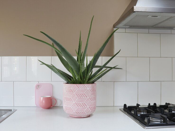 Eine Aloe-Vera-Pflanze steht auf einer Küchenzeile zwischen Herd und Spüle. | © Shutterstock/Tanya NZ