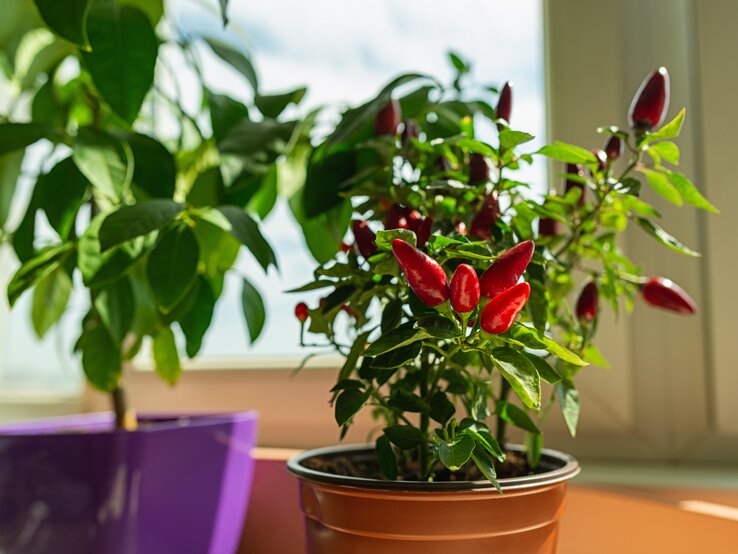 Eine Chilipflanze im Topf steht in der Sonne. | © Shutterstock/Maryia_K