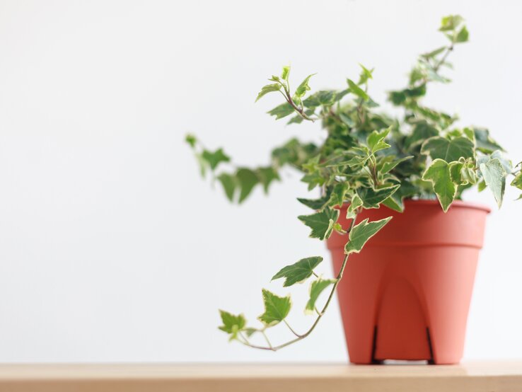 Lavendel steht in der Küche direkt am Fenster und an der Spüle. | © Shutterstock/M88