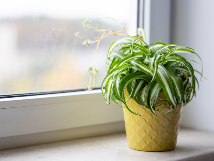 Eine Grünlilie steht auf einem Fensterbrett. | © Shutterstock/ArtCreationsDesignPhoto