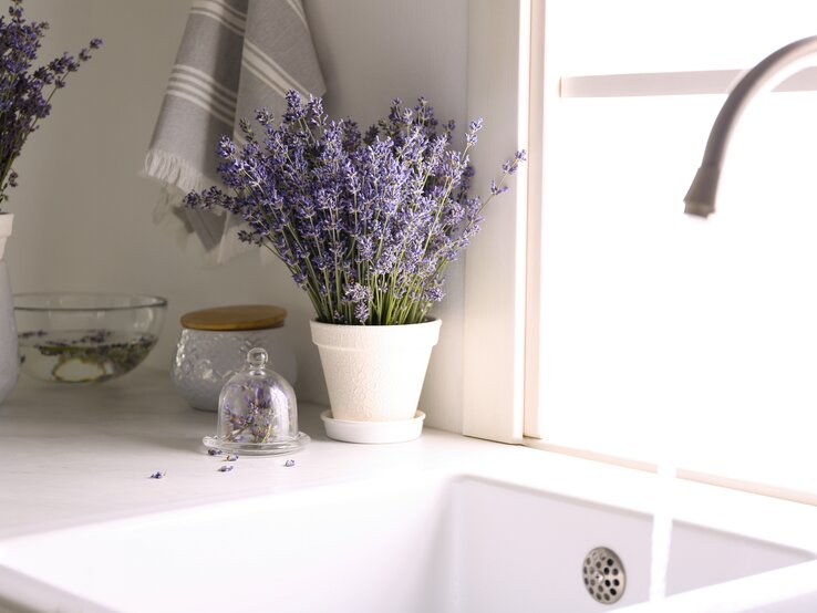 Lavendel steht in der Küche direkt am Fenster und an der Spüle. | © Shutterstock/New Africa