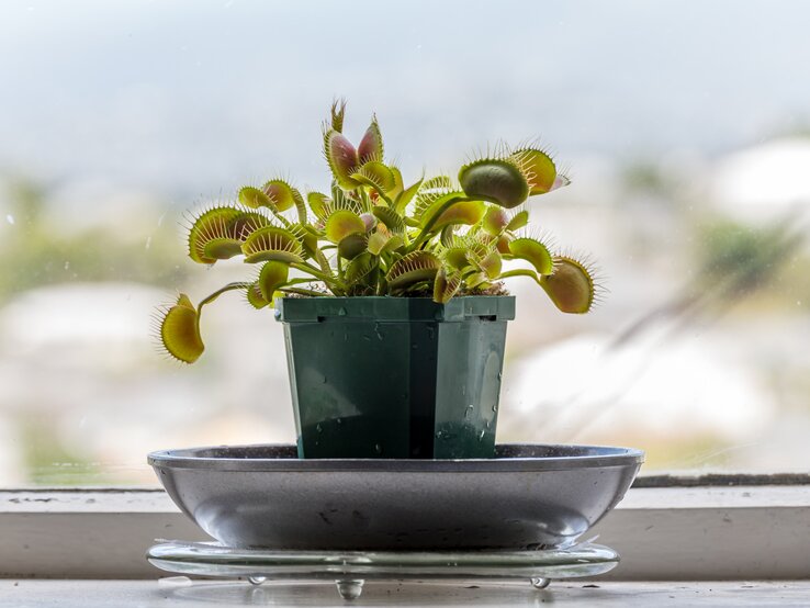 Eine Venusfliegenfalle steht vor einem Fenster. | © Shutterstock/NataliaCatalina.com