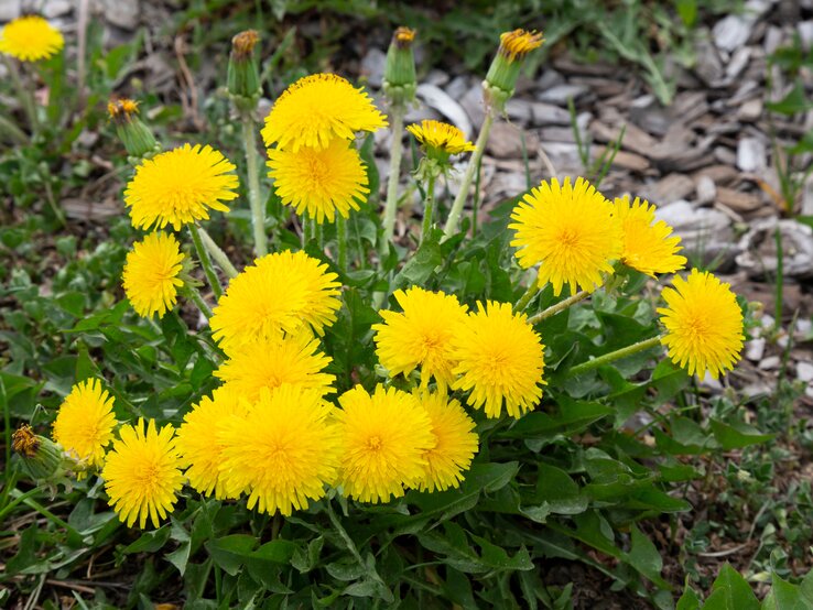 Löwenzahn wächst an einem Wegesrand. | © Shutterstock/AnnaNel