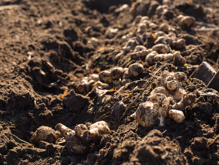 Tompinambur-Knollen werden geerntet. | © Shutterstock/Sergiy Akhundov