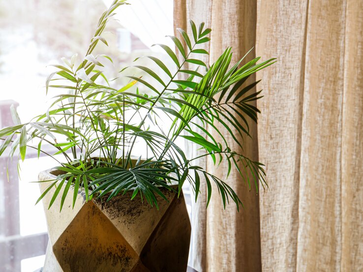 Eine große Palme im Topf steht an der Fensterbank. | © Shutterstock/FotoHelin
