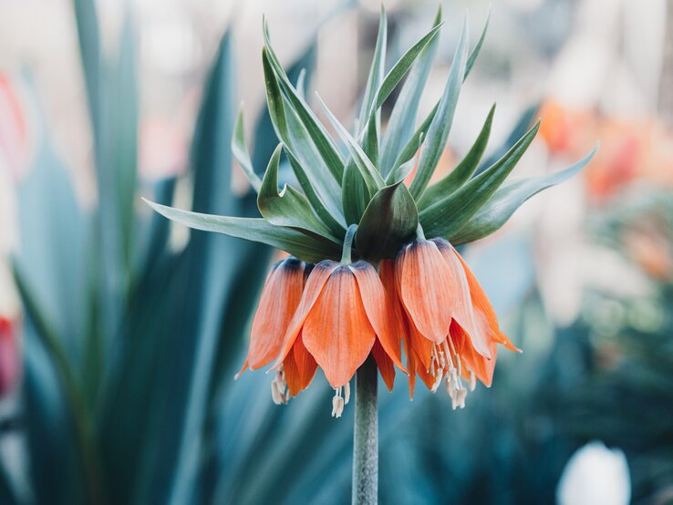 Die orangene Blüte einer Kaiserkrone. | © Getty Images/ TorriPhoto