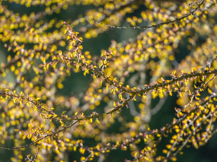 Die Blühten eines japanischen Lebkuchenbaums. | © Getty Images/ Martin Wahlborg