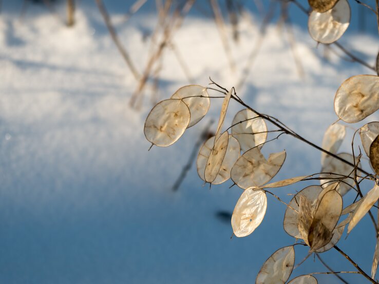 Das "Einjährige Silberblatt" vor blauem Hintergrund. | © Getty Images/ undefined undefined