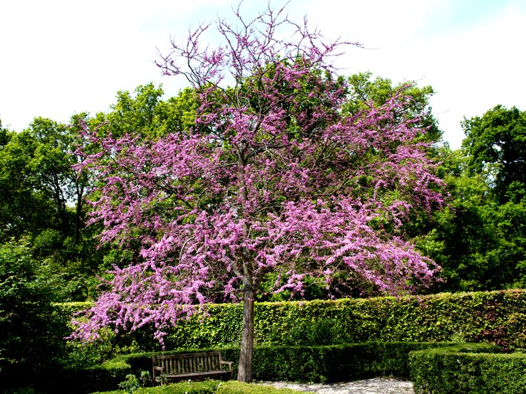 Ein Judasbaum in einem Park, umgeben von weiteren Pflanzen und einer Holzbank. | © Getty Images/ atosan